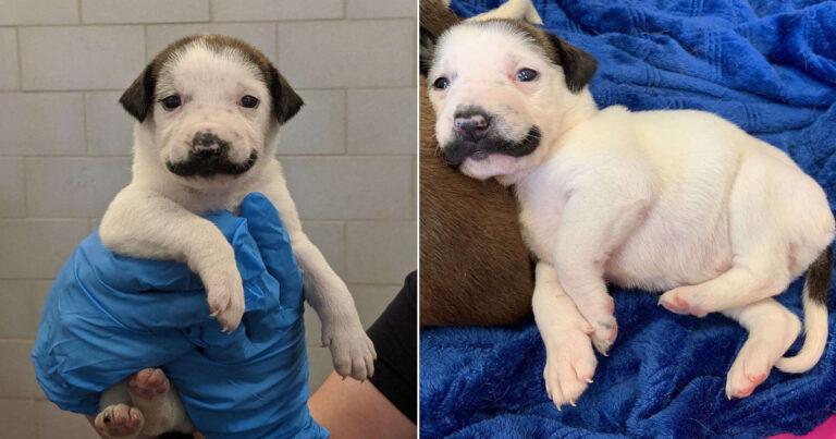 Meet Salvador Dolly The Mustache Puppy That Looks Like Famous Painter