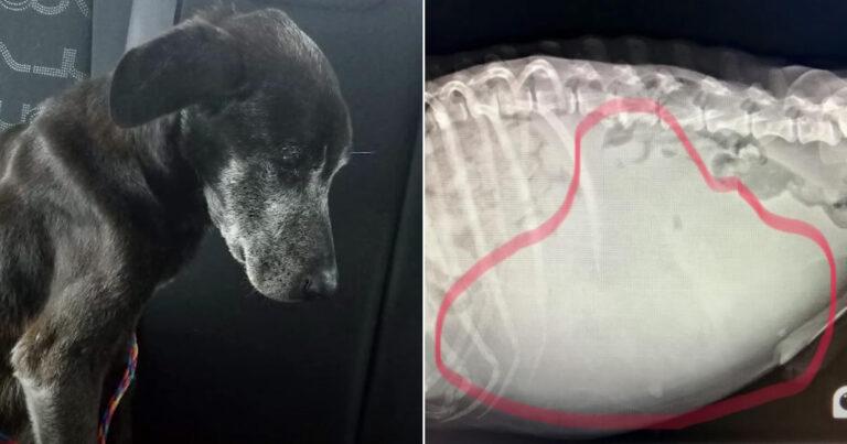 Old Dog With Tumor Gets A Second Chance At Life