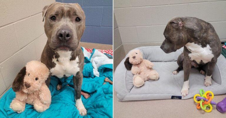 One-Eared Dog Finds New Home After Huge Support