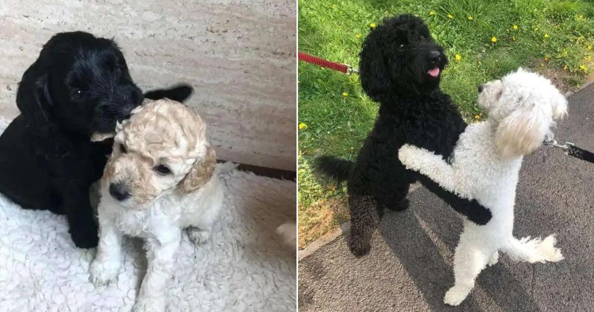 Puppies From The Same Litter Meet By Chance And Everyone Melts