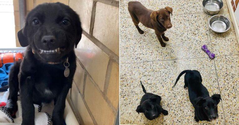 Puppy In Shelter Greets Passersby With The Funniest Smile
