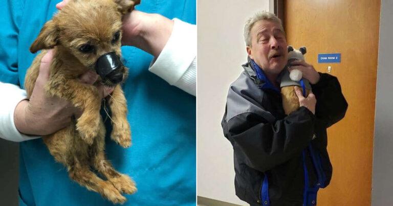 Puppy Thrown Off A Bridge With Mouth Taped Gets To Thank His Savior