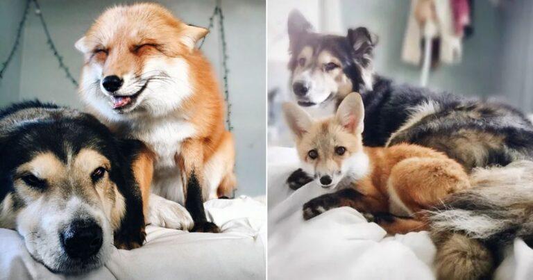 Rescued Fox And A Dog Share The Cutest Friendship Ever