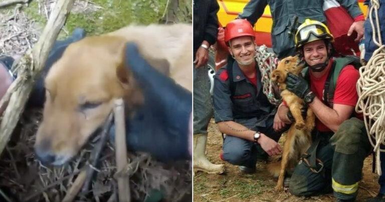 Saved After Falling From A 200-Foot Cliff, Pup Can't Stop Kissing Her Heroes