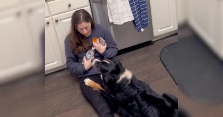 Service Dog Bailey Breaks The Rules To Save His Mommy