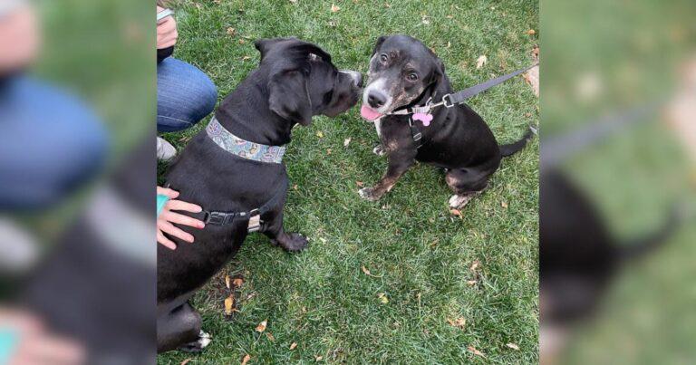 Shelter Dog Learns He Has A Long-Lost Sister And Can't Wait To Meet Her