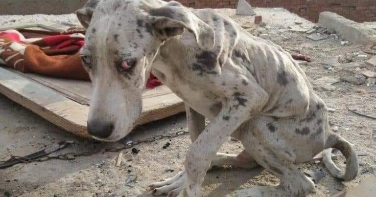 Starving Great Dane Survived On Rocks Until His Last-Minute Rescue