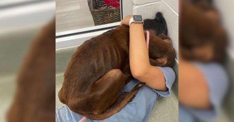 Stray Dog Gratefully Hugs Rescuer After Being Saved From Highway
