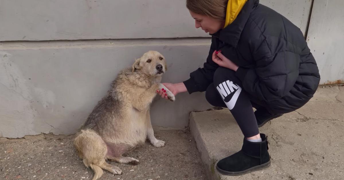 Stray Dog With A Swollen Belly Is Rescued From The Street