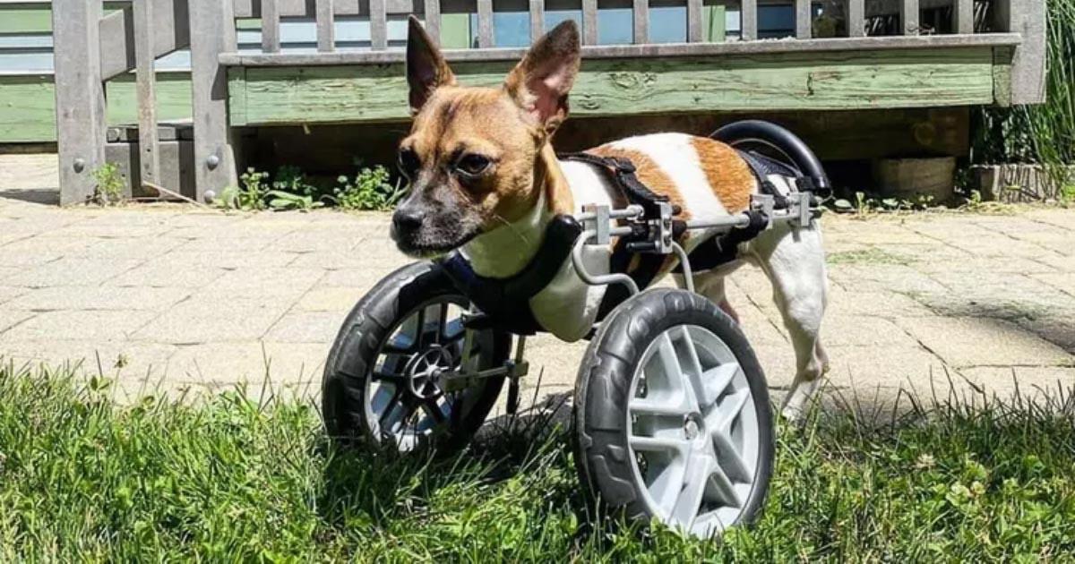 The 2-Legged Pup Joey Is The Star Of The 2023 Puppy Bowl