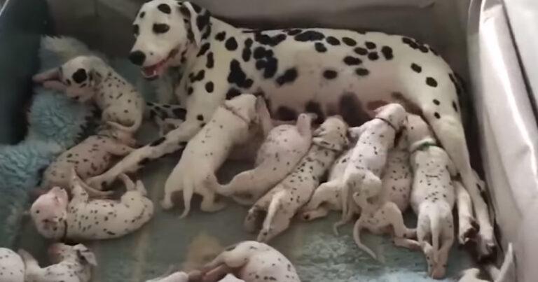 They Were Expecting 3 Puppies, Dalmatian Mom Gave Birth To 18 Instead