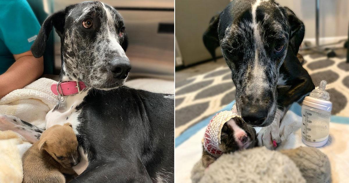 This 100-Pound Great Dane Is A Protective Mama To All The Foster Puppies