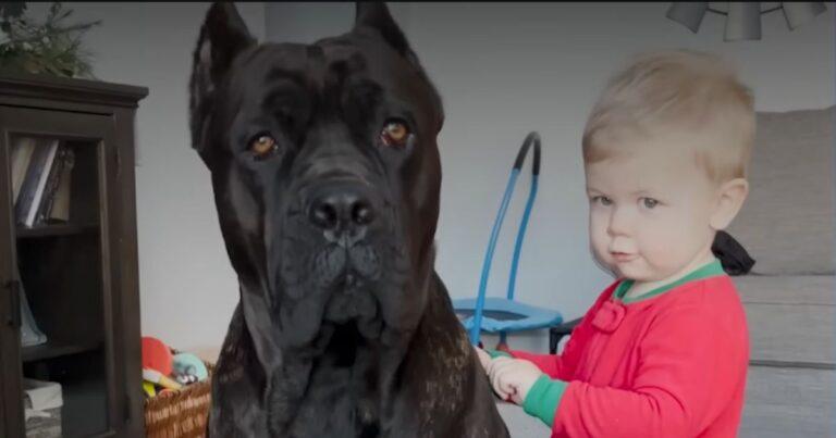This Adorable Giant Cane Corso Helps Raising His Owner’s Baby Boy