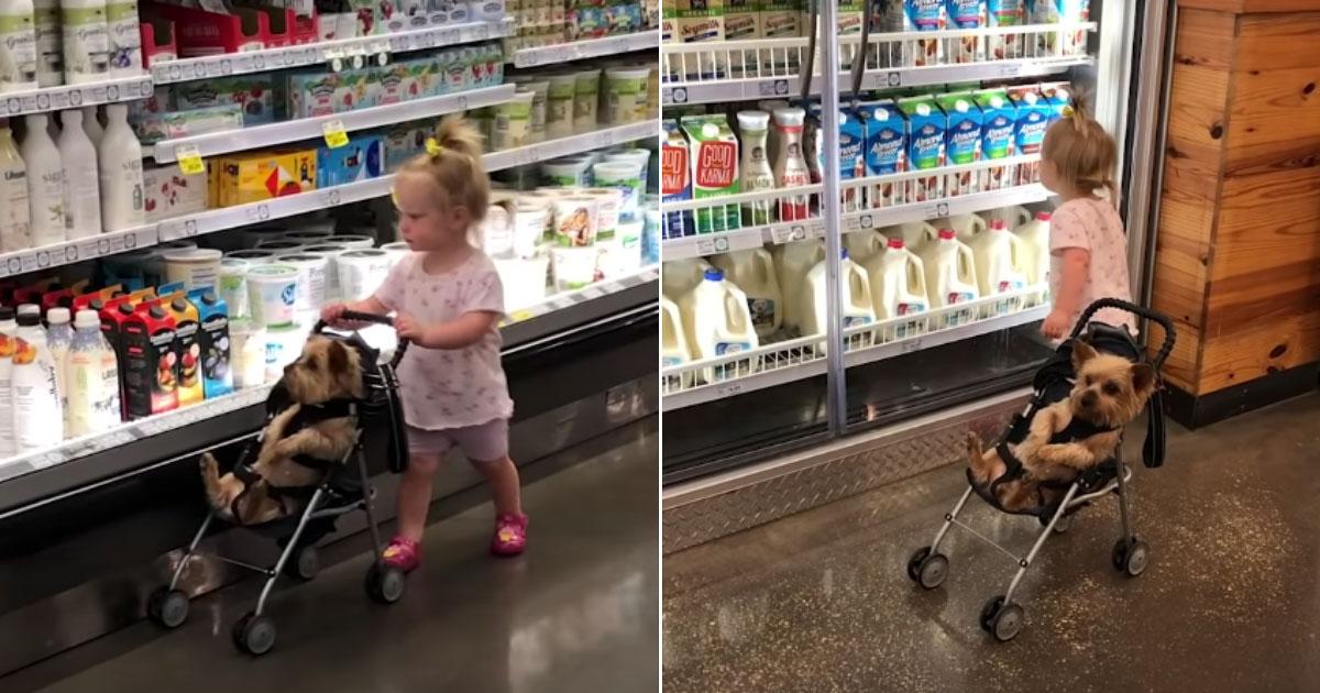 This Cute Girl Takes Her Dog Shopping In A Tiny Stroller
