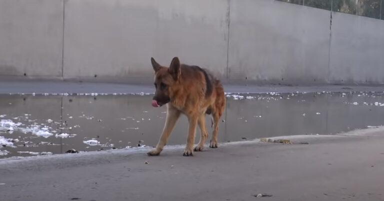 This German Shepherd Trapped In The LA River Gets Rescued