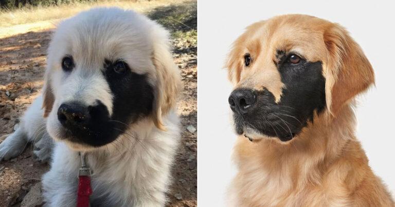This Golden Retriever Was Born With A Rare Genetic Mutation