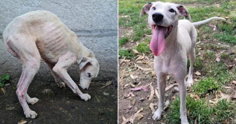 This Hairless Stray Goes Through Incredible Transformation After Being Saved