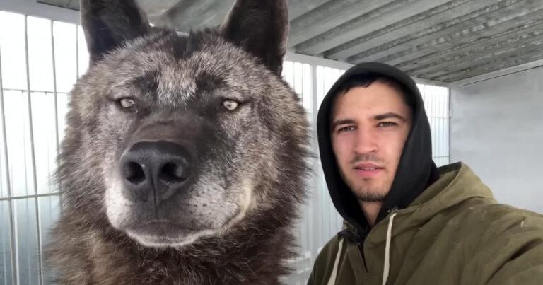 This Is The World’s Largest Wolf, And He Plays Just Like A Puppy