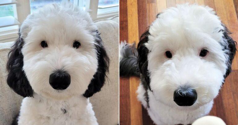 This Mini Sheepadoodle Is Snoopy’s Real Doppelganger