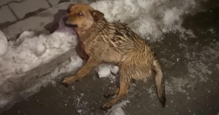 This Poor Dog Hit By A Truck And Left To Die Gets Rescued By Couple