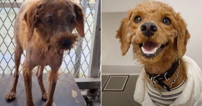 This Rescued Pup Is Happiest After Getting His Coat Back