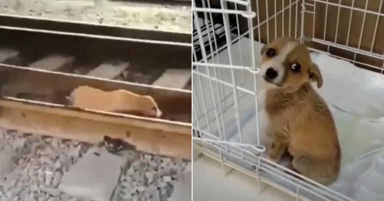This Small Homeless Pup’s Escape From The Train Tracks Will Move You To Tears