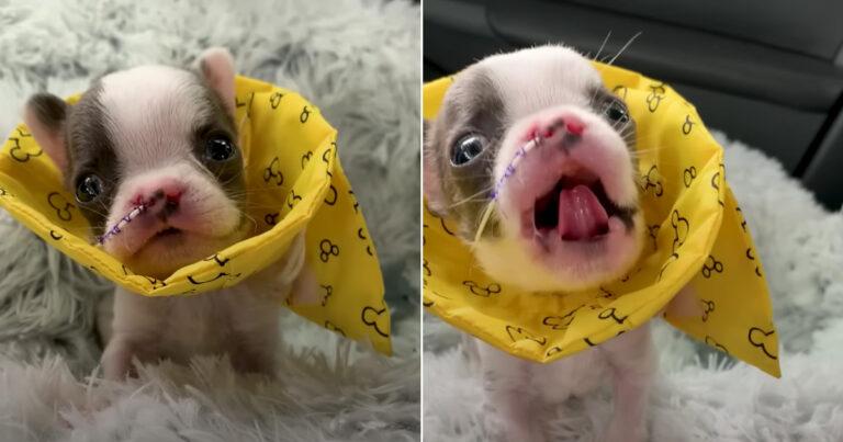 Tiny Puppy Demands To Be Let Out Of His Incubator By Screaming At Mom