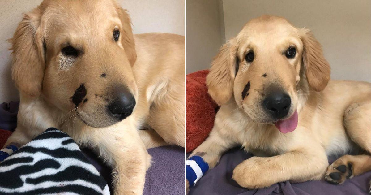 Todd The Golden Retriever Saves Owner From Rattlesnake Bite