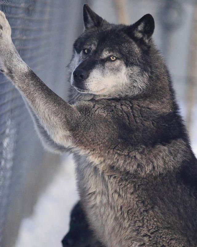 akela standing up against the fence