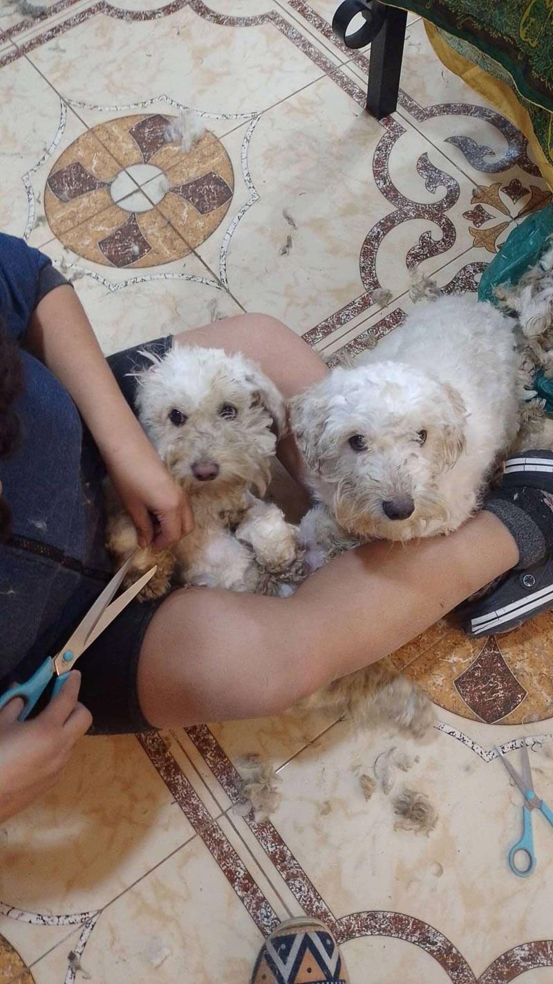 angel and salvador groomed after the rescue