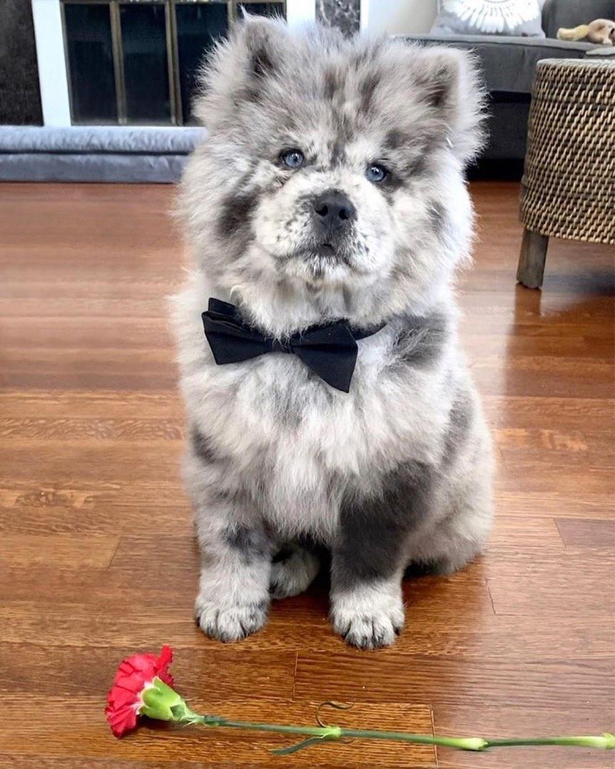 baby chief wearing a bowtie