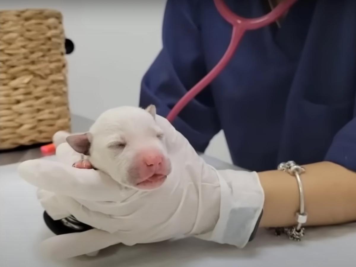 baby dog being examined