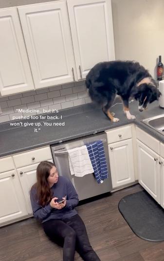 bailey jumps on the counter