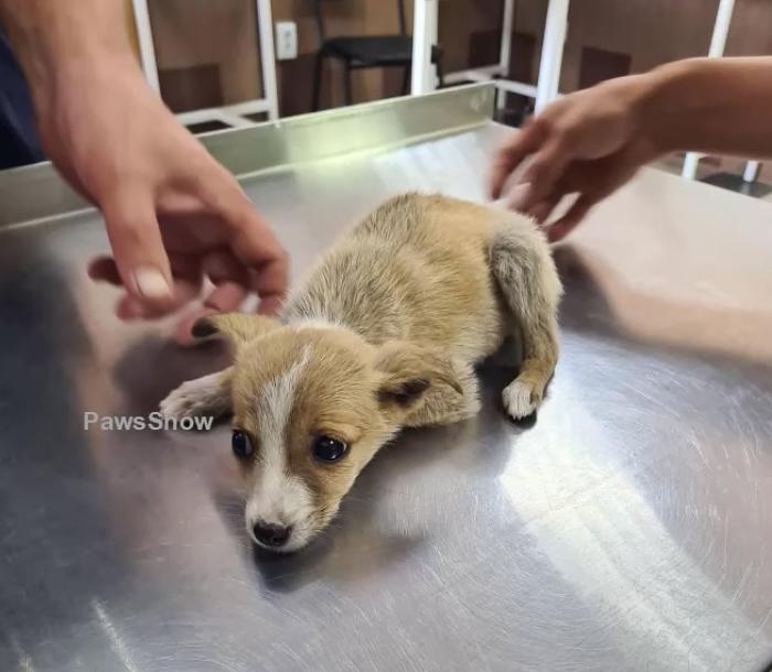 bean at the vet