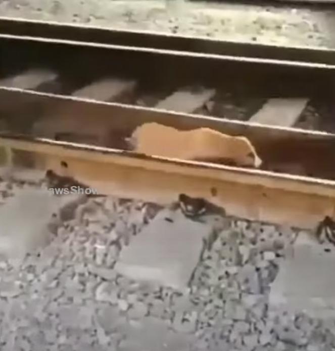 bean on the train tracks