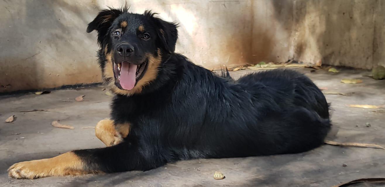 beautiful dog bodoque completely healed