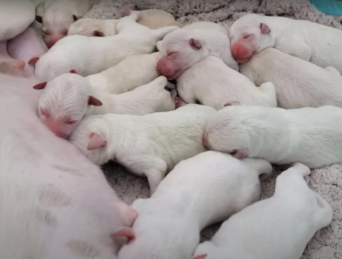 beautiful puppies right after being delivered