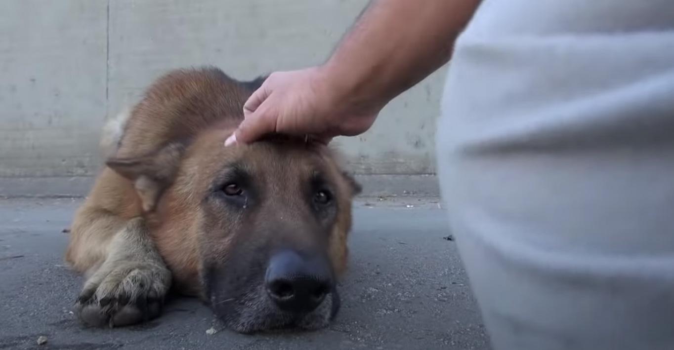 biggie accepts the help from rescue team