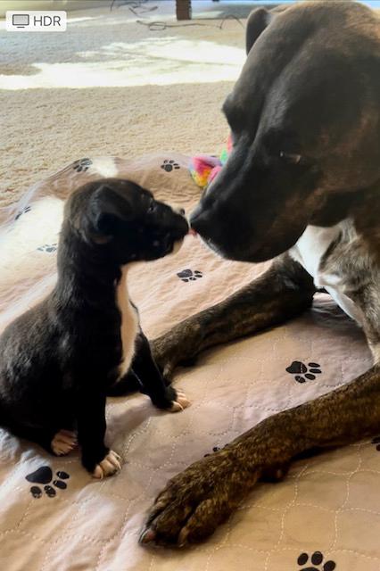 black puppy adopted with gallery