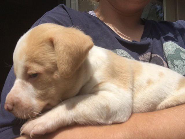 blind pup dakota waiting for adoption