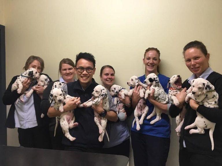 breeder team posing with the dalmatian pups