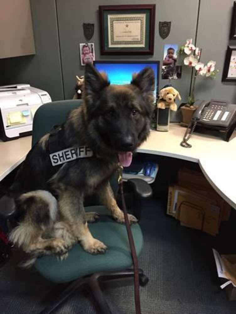 chico at work at the orange county sheriff office