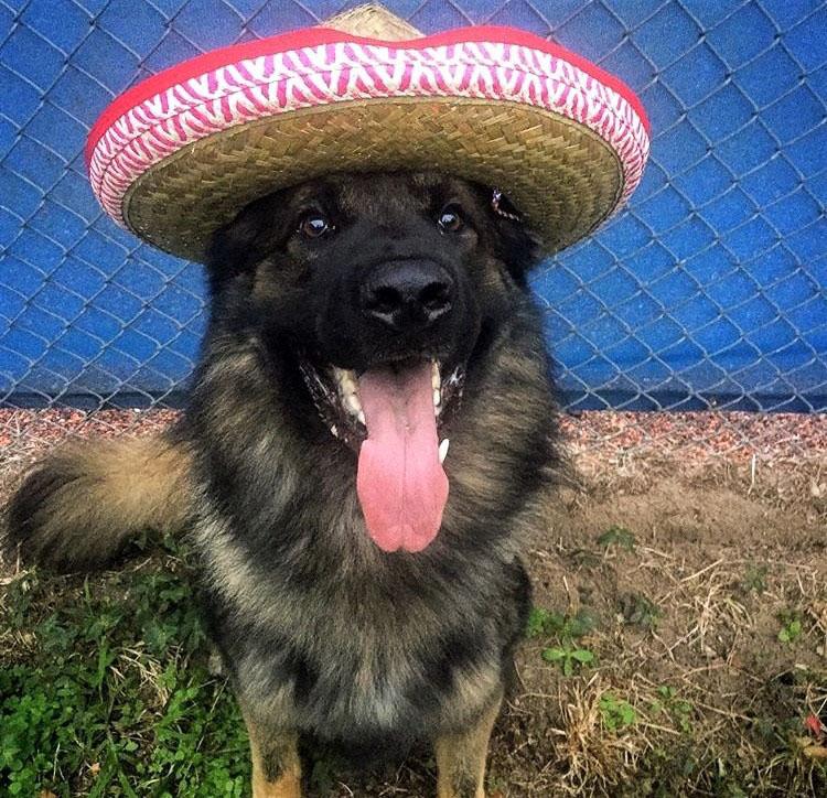 chico in mexican hat for cinco de mayo