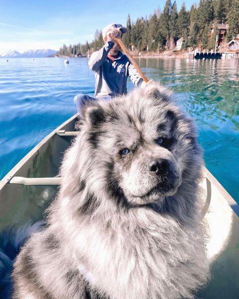 chief with his owner paddling on lake tahoe