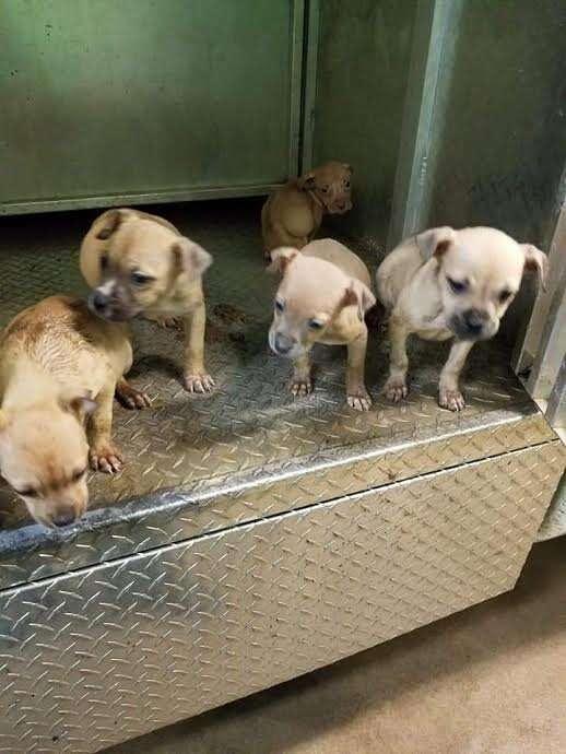 cinnamon and her siblings waiting for rescue