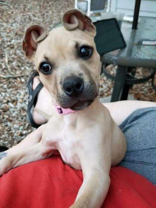 cinnamon pup with cinnamon roll ears