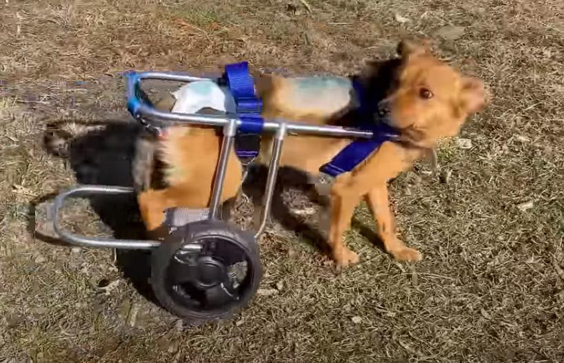 codrut in his wheelchair