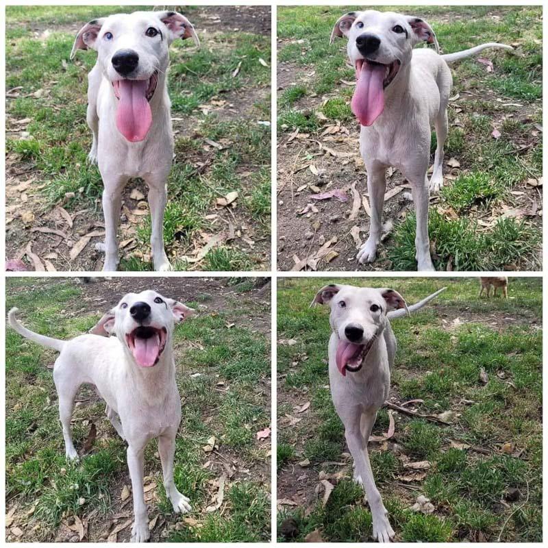 collage photo of pinocchio happy after rescue