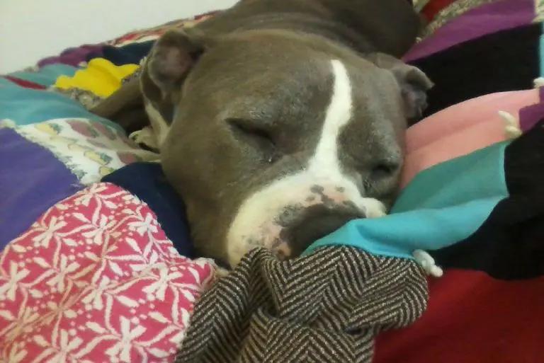 cute pitbull bubba jr sleeping
