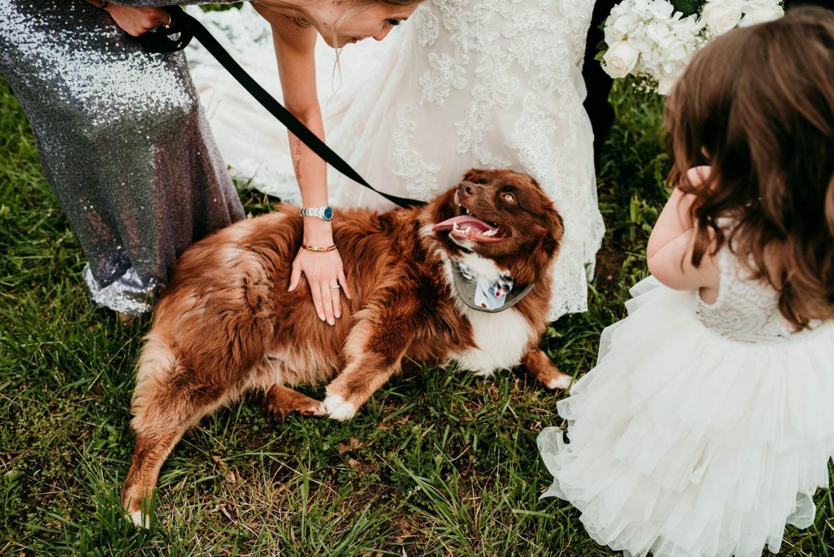 cute rescue dog at the wedding